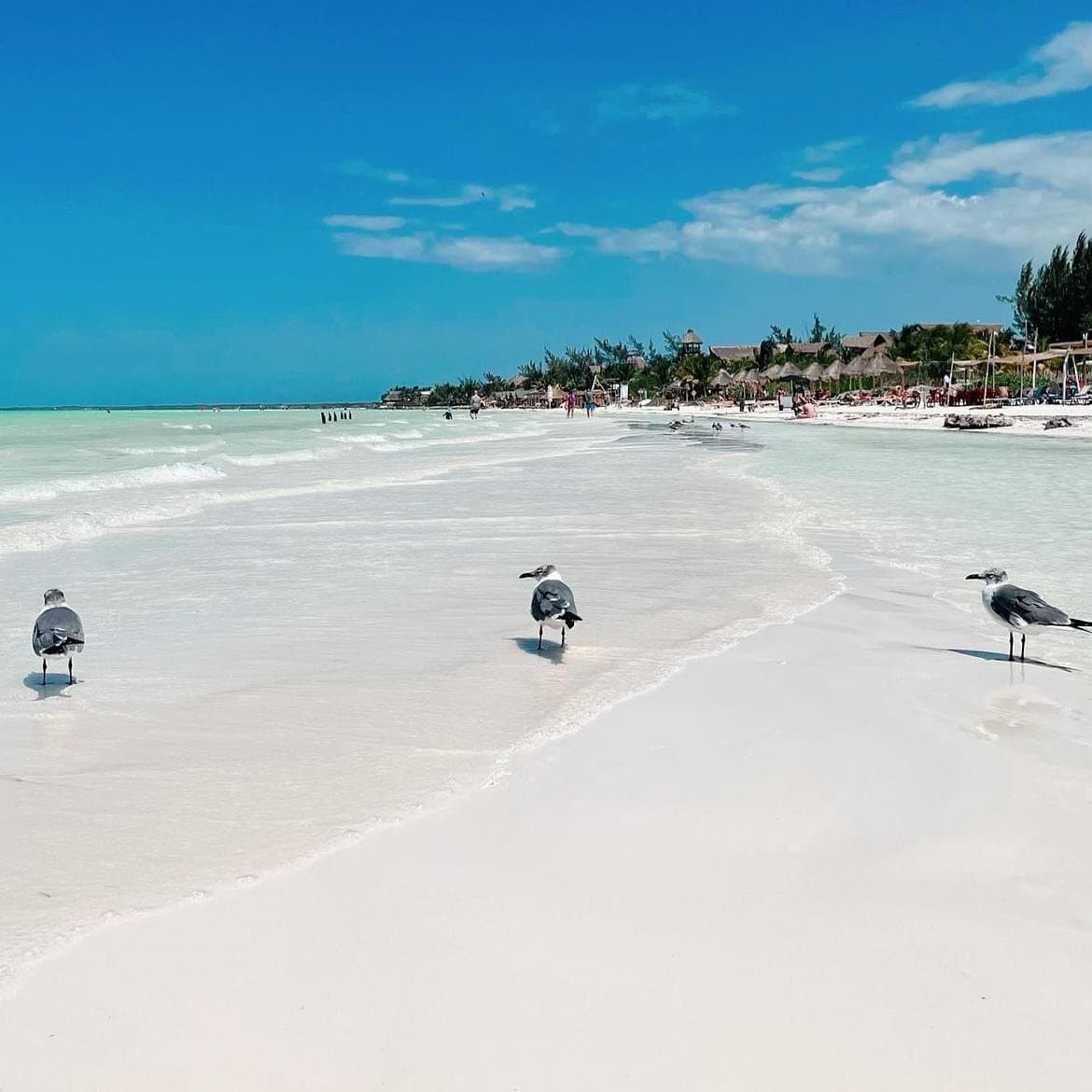 Seagulls on the shallow shores of Holbox beach with beach club in background